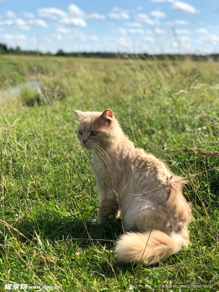 猫