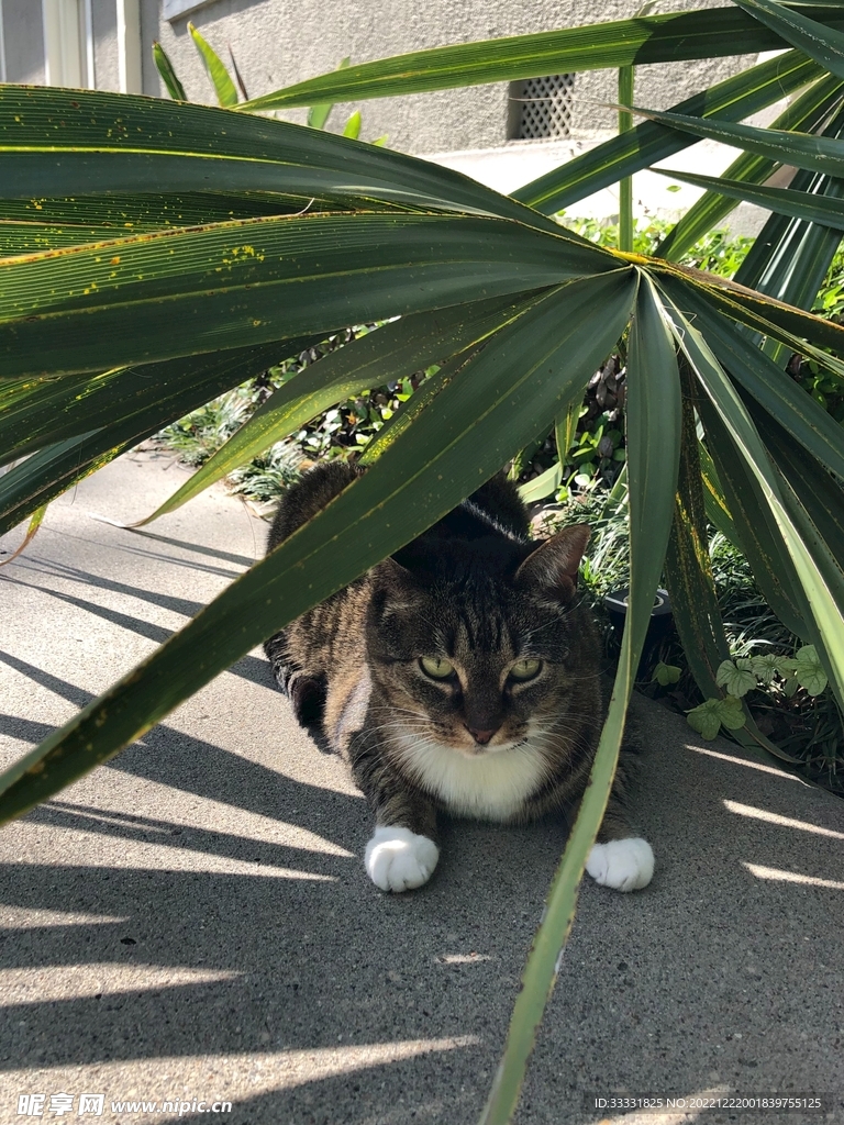 猫