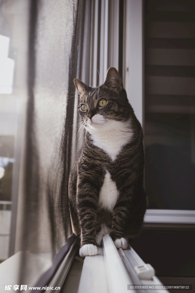 猫