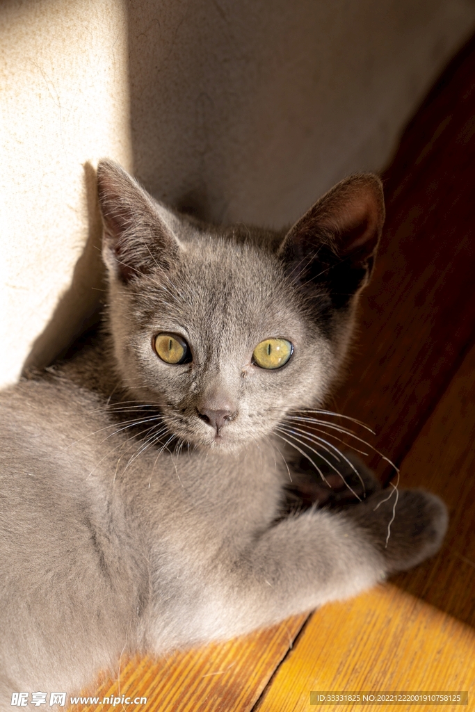 猫