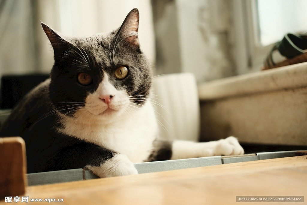 猫