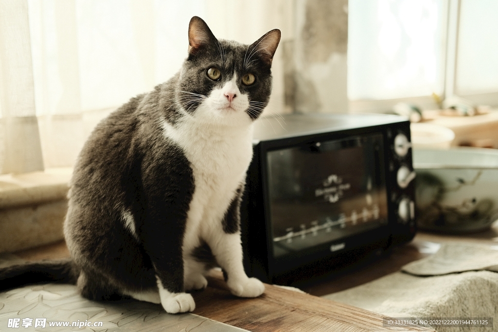 猫