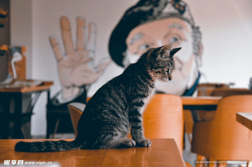 猫