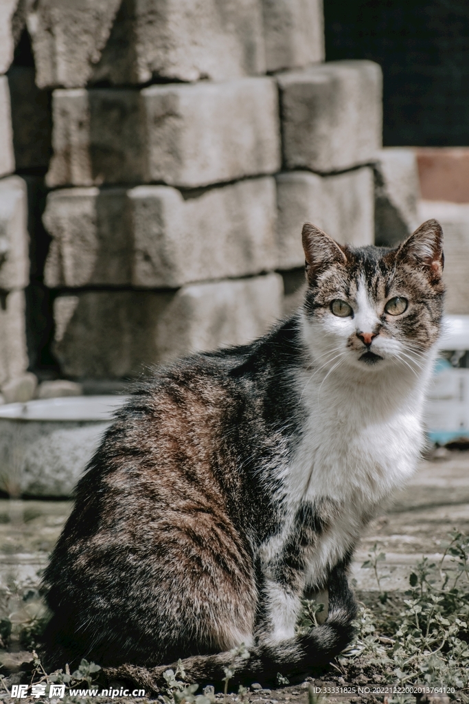 猫