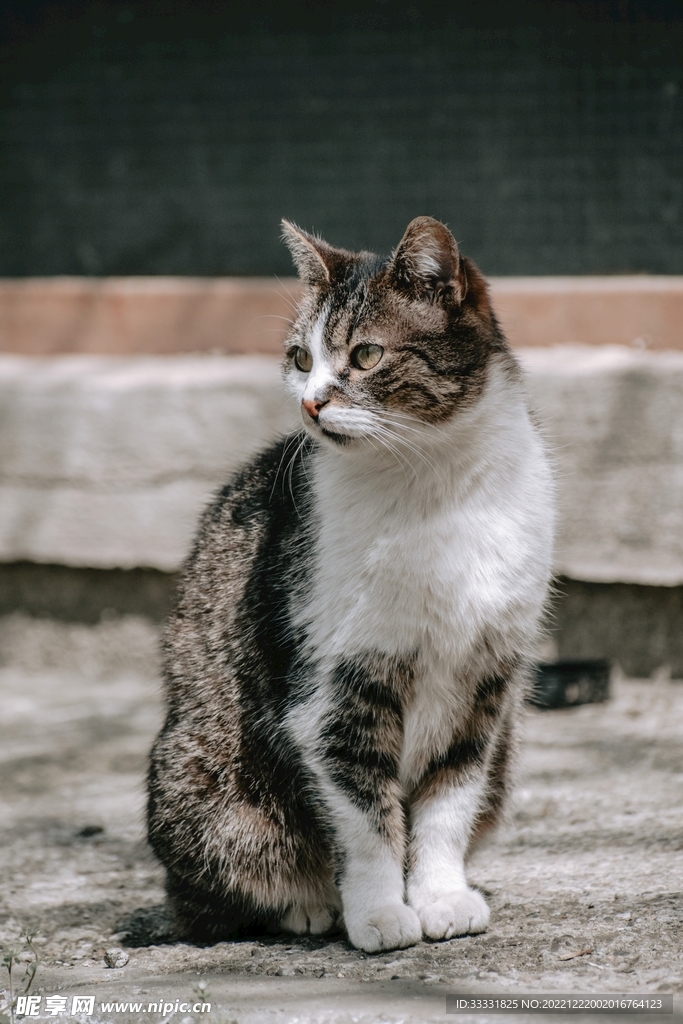 猫