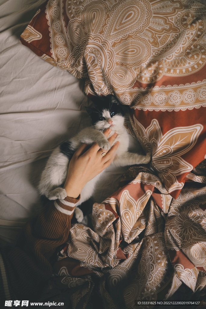 猫