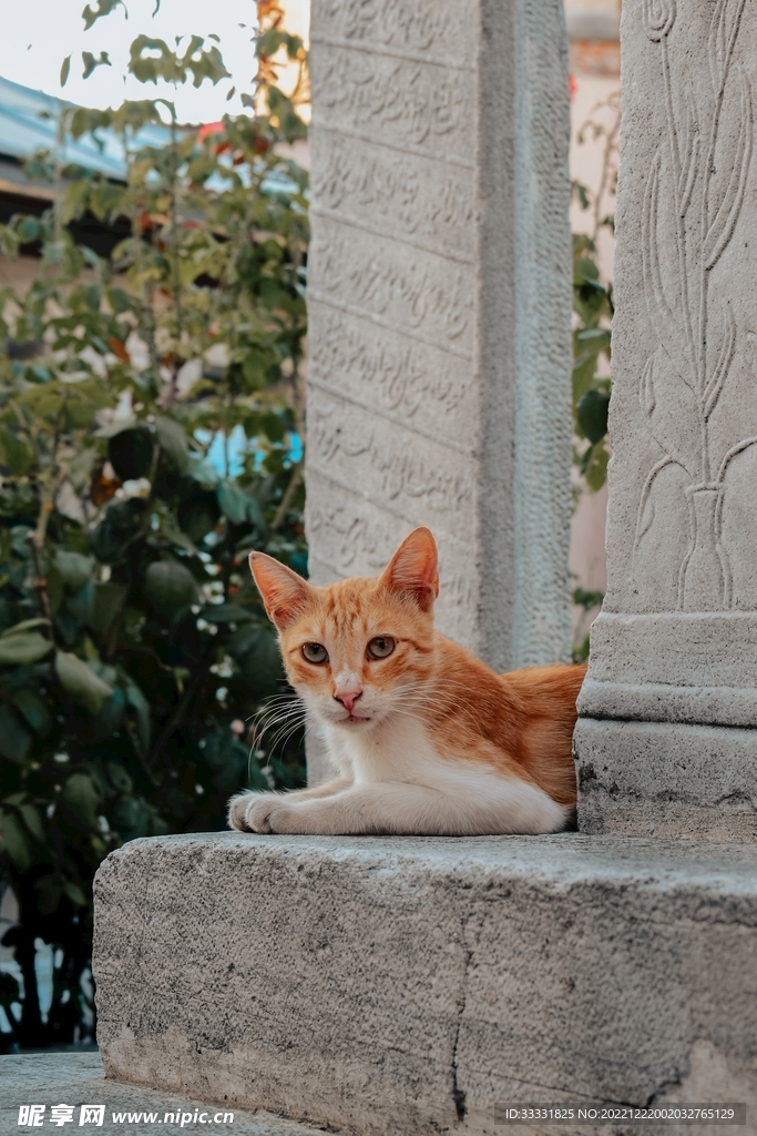 猫