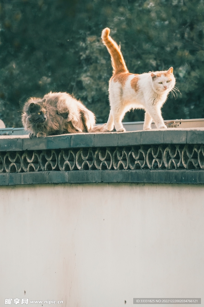 猫