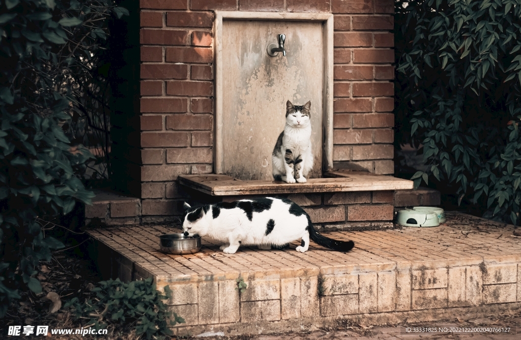 猫