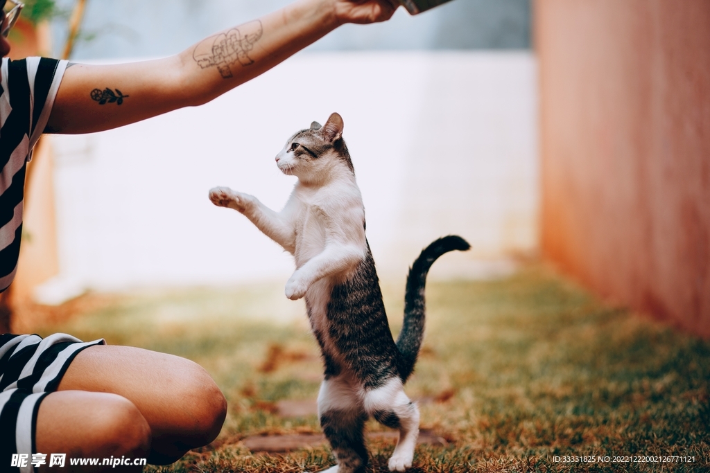 猫