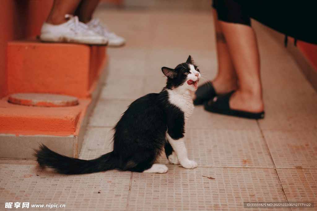 猫