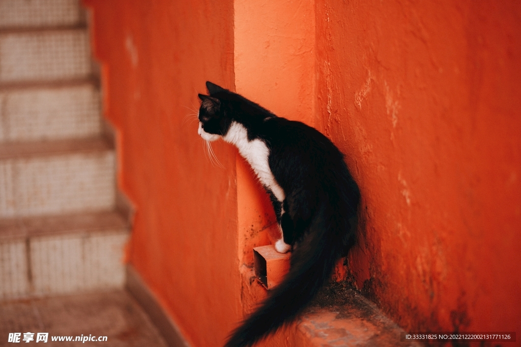 猫