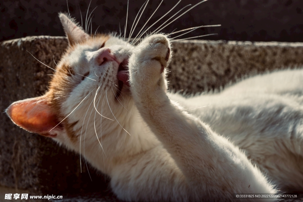 猫