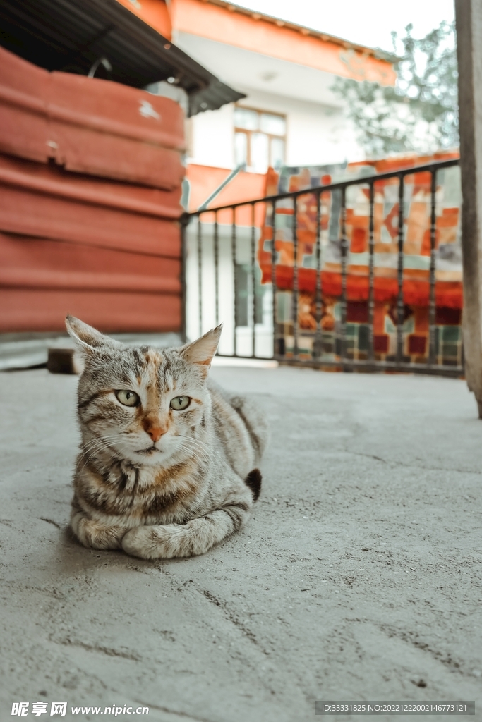 猫