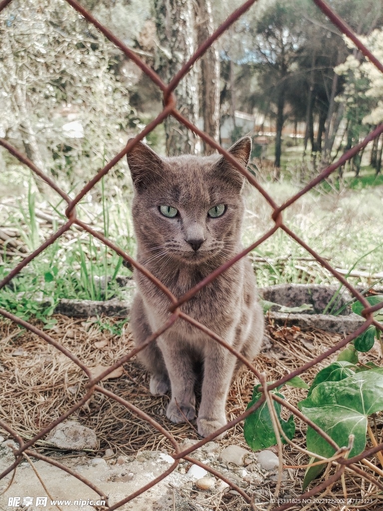 猫
