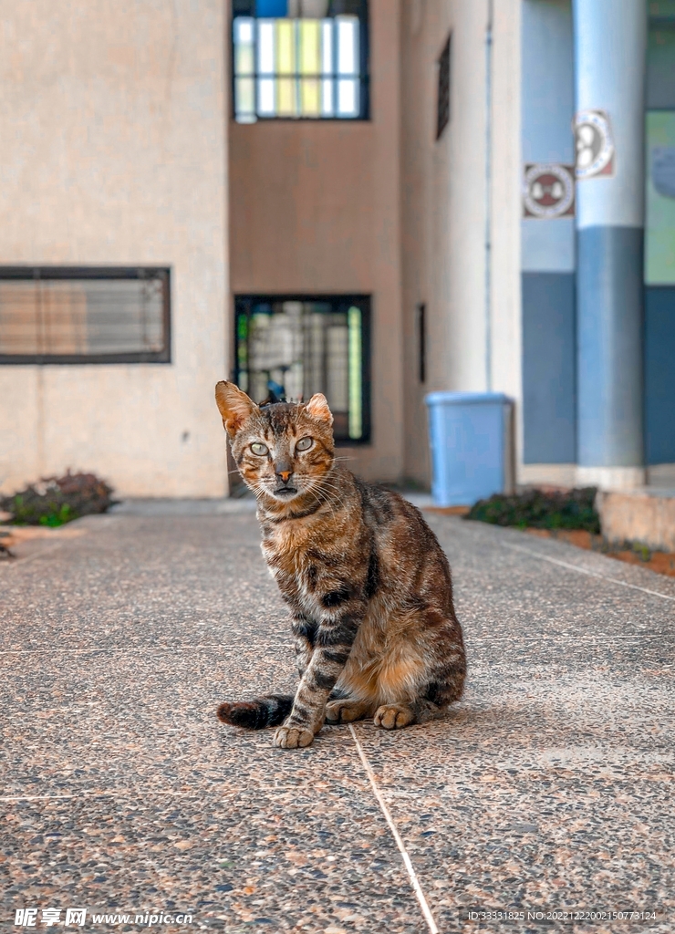 猫