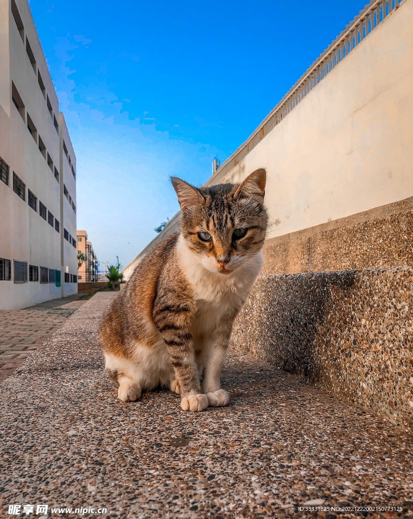 猫