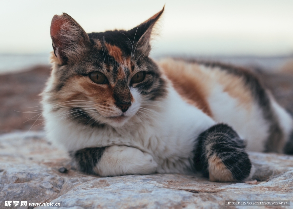 猫