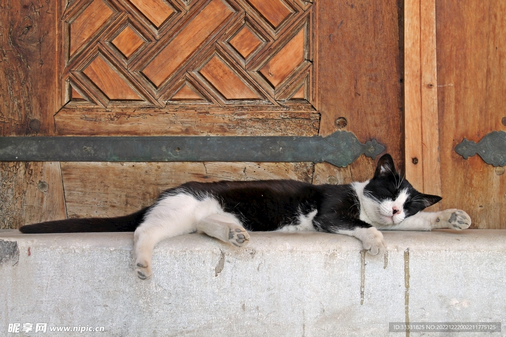 猫
