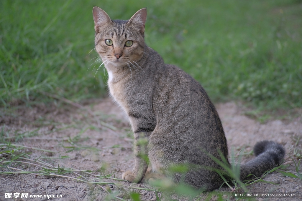 猫