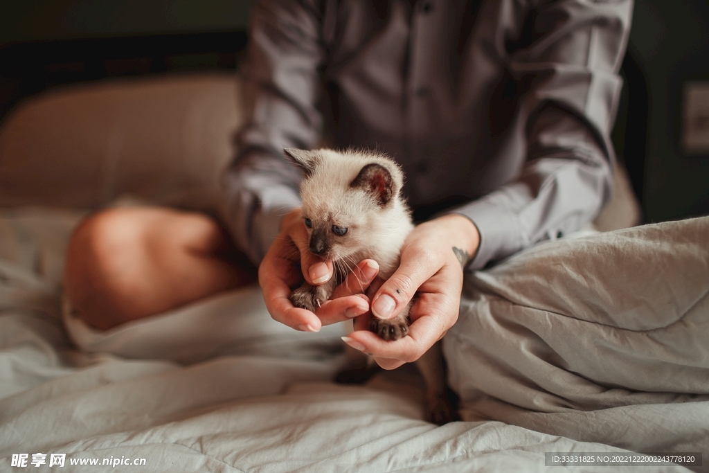 猫