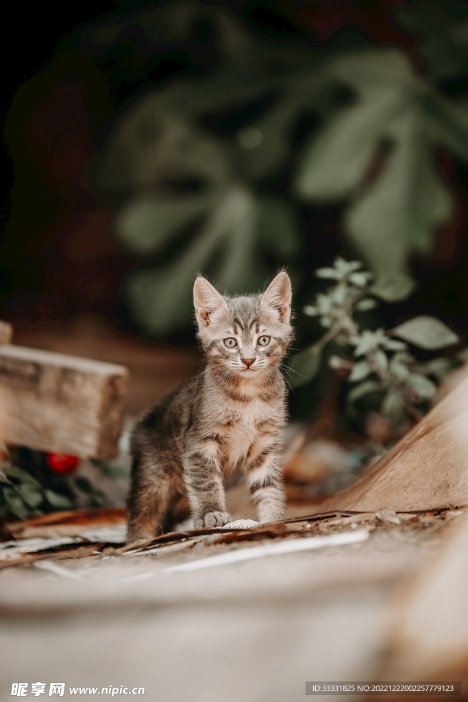猫