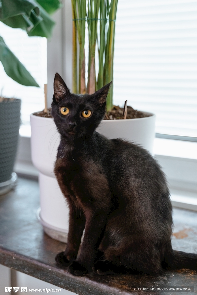 猫