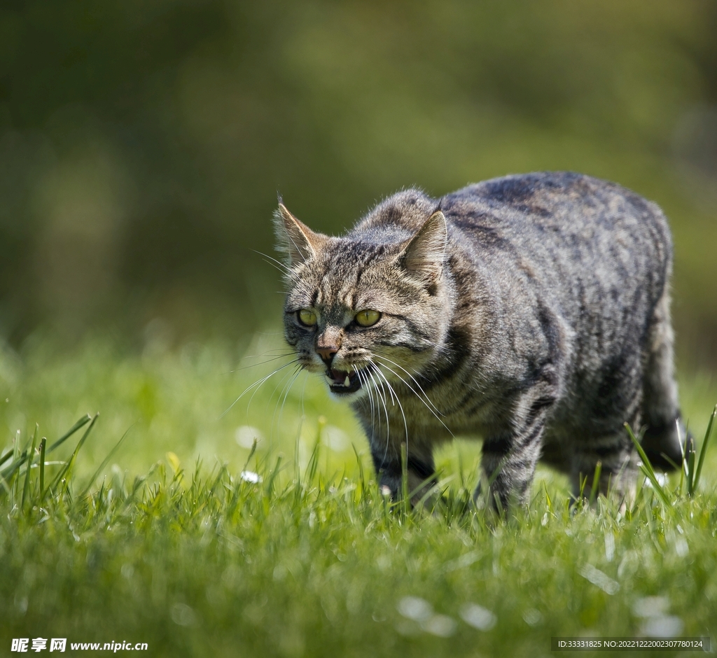 猫