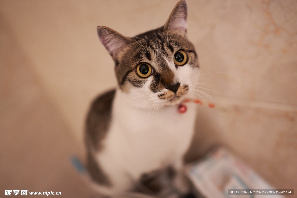 猫