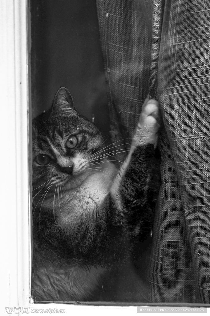 猫