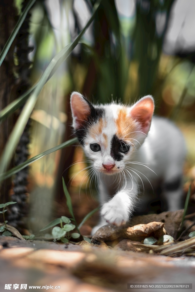猫