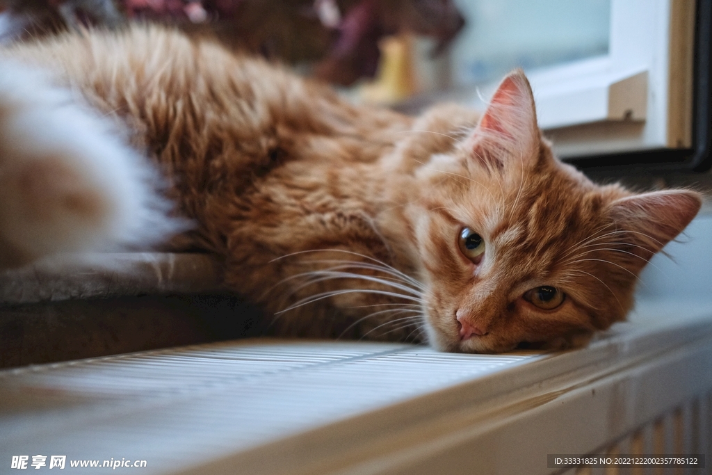 猫