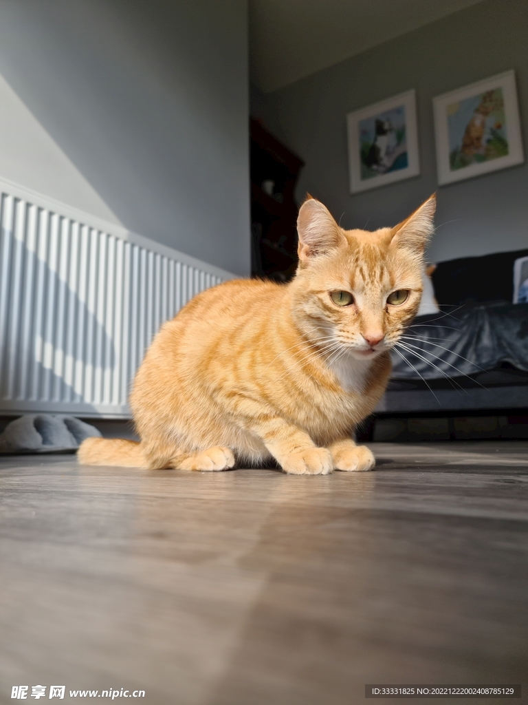 猫