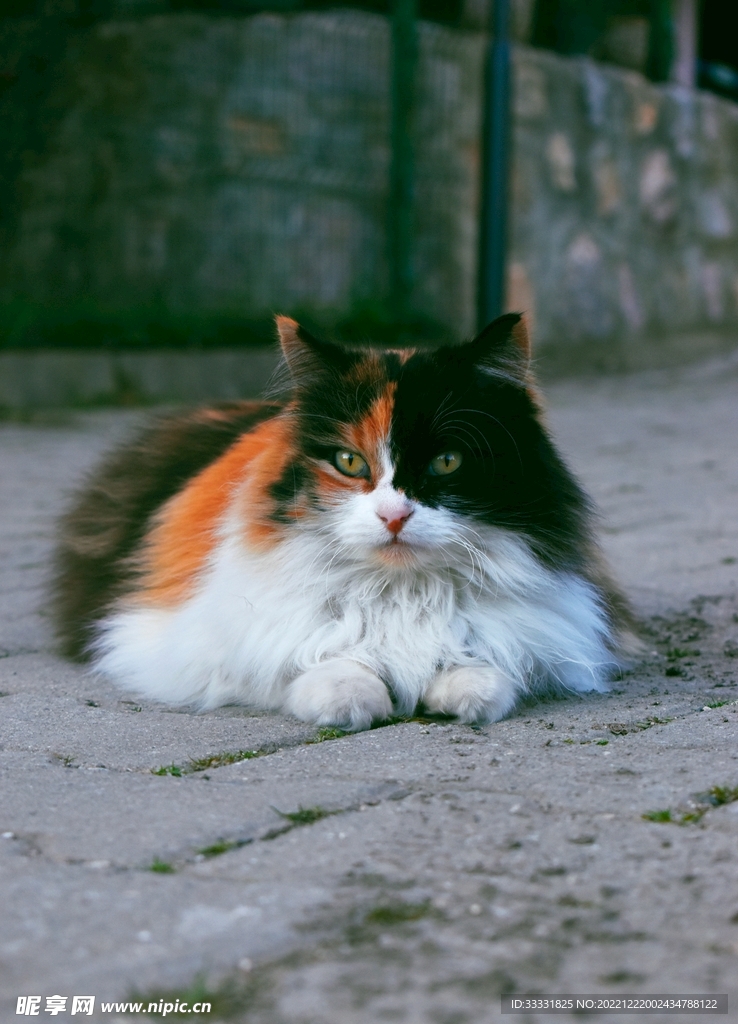 猫