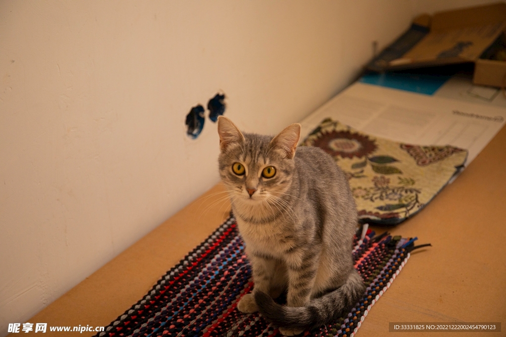 猫