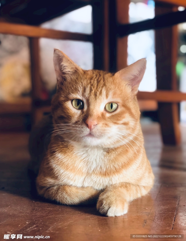 猫