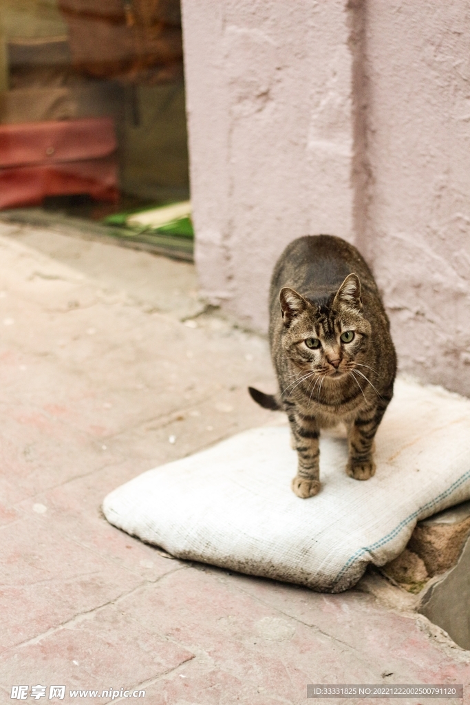 猫