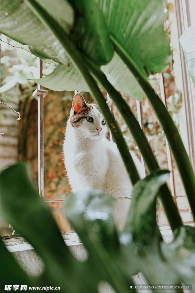 猫