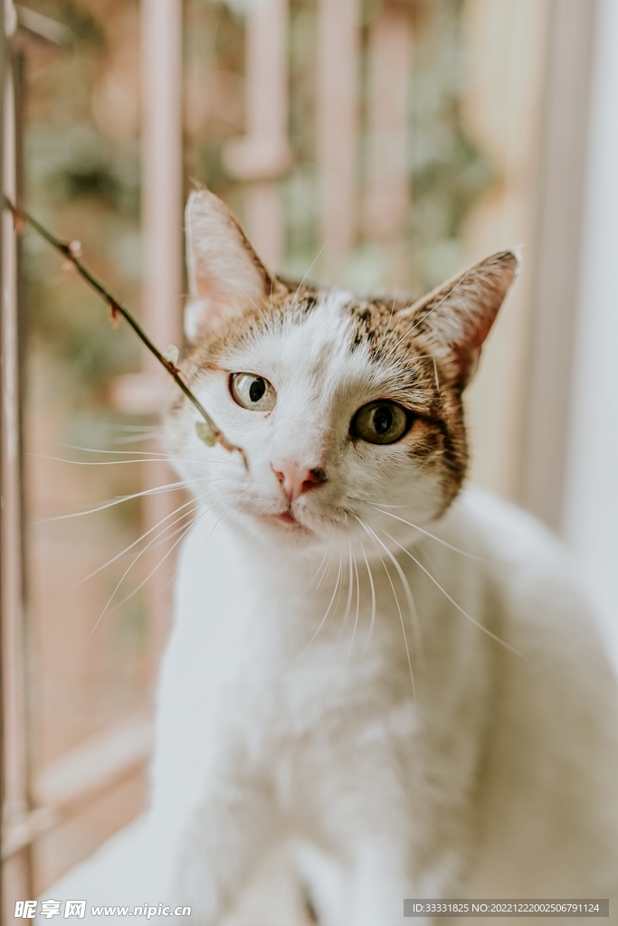 猫