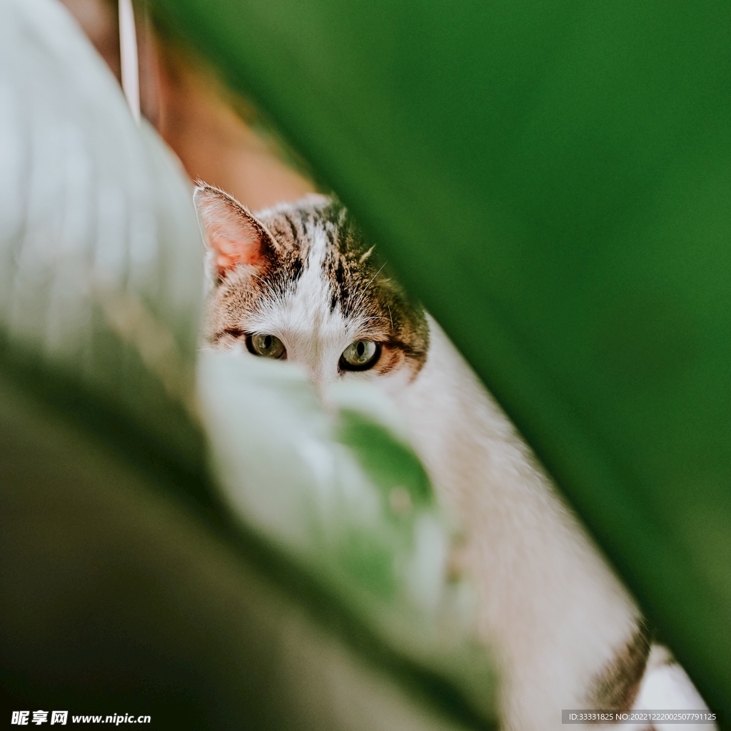 猫