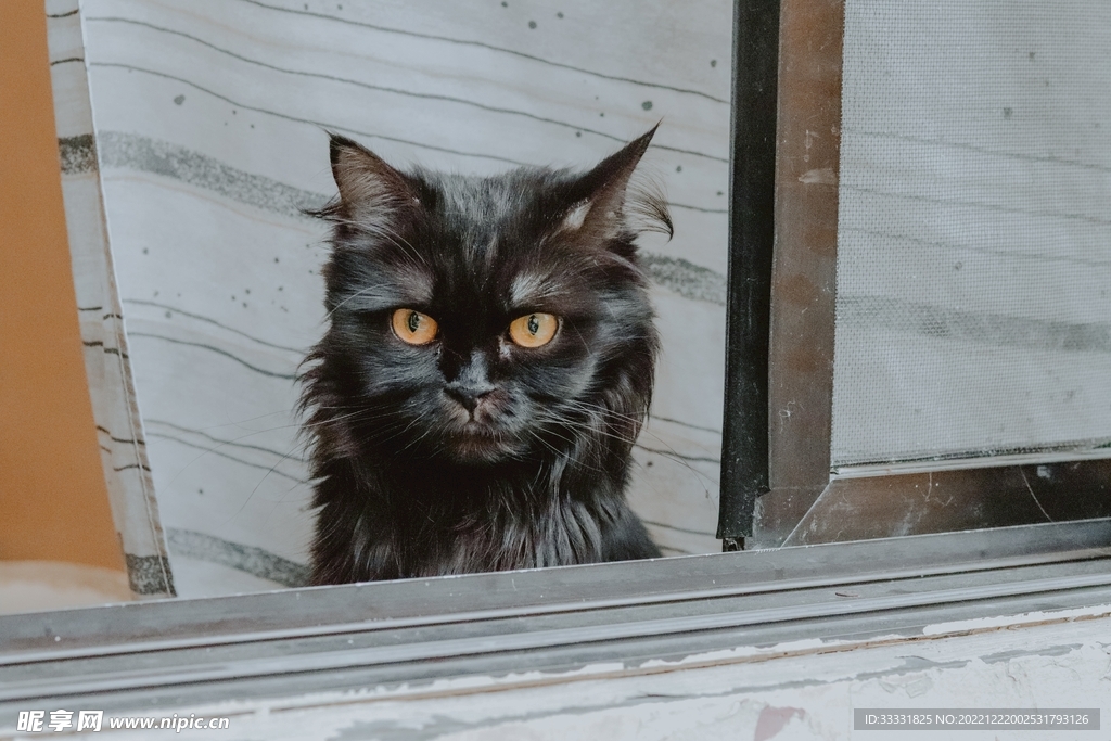 猫