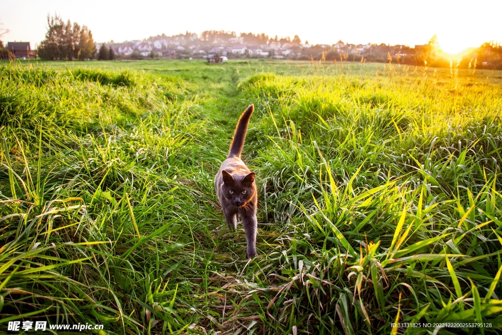 猫
