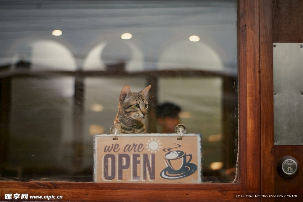 猫