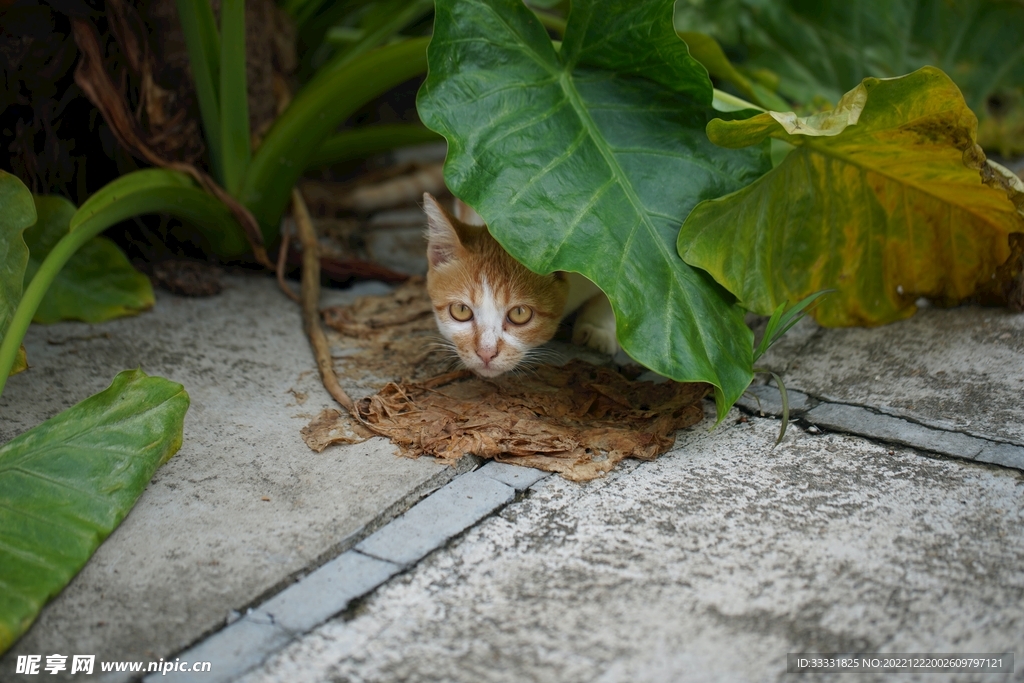 猫
