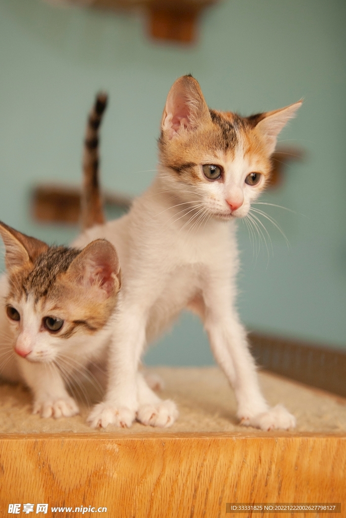 猫