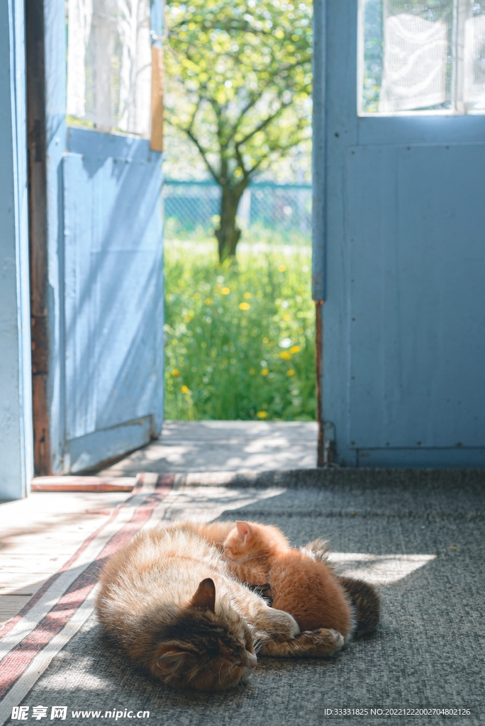 猫