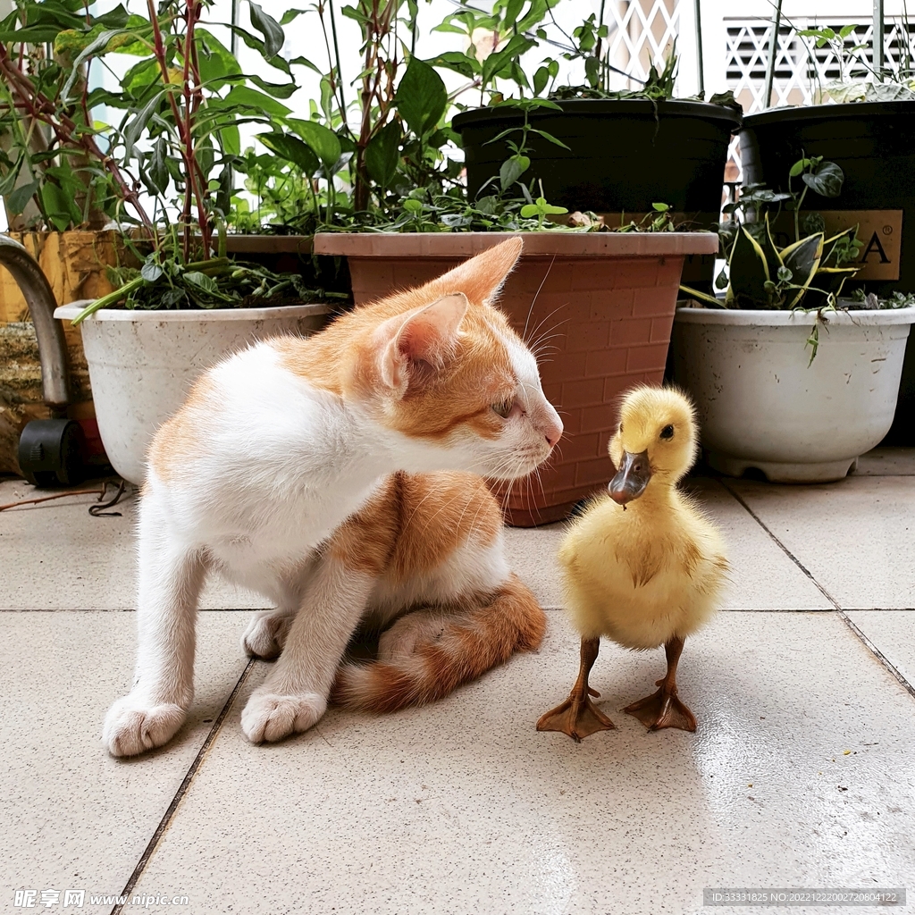 猫