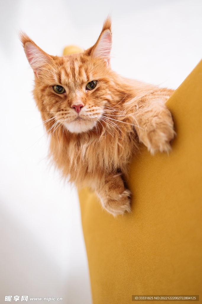 猫