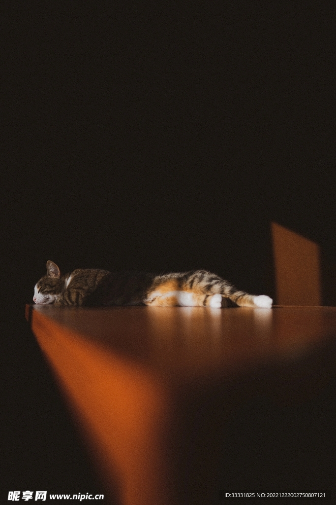 猫