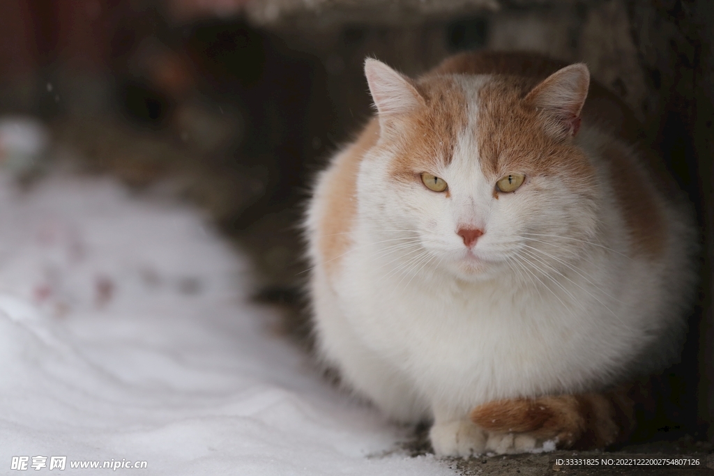 猫